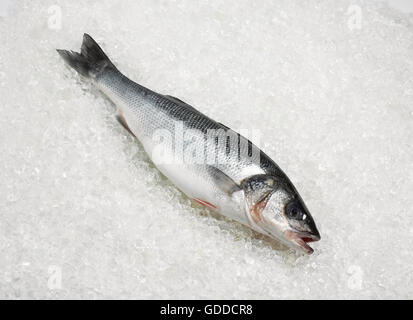 BASS fresco su ghiaccio Foto Stock
