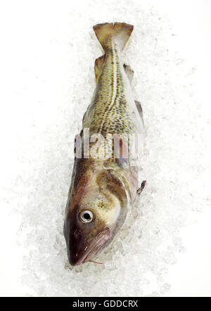 Merluzzo Gadus morhua, pesce fresco in ghiaccio Foto Stock