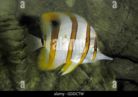 Copperband Butterfly, chelmon rostratus Foto Stock