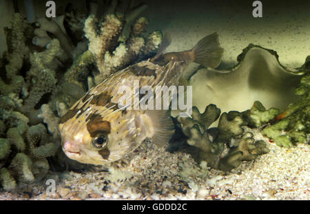 Macchie nere pesce istrice, diodon hystrix, Adulti vicino a Coral Foto Stock