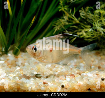 Cuore di spurgo Tetra, hyphessobrycon rubrostigma Foto Stock