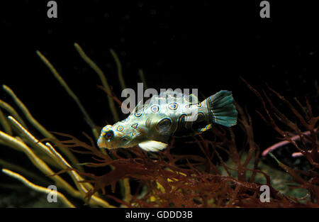 Maculato pesce mandarino, synchiropus picturatus Foto Stock