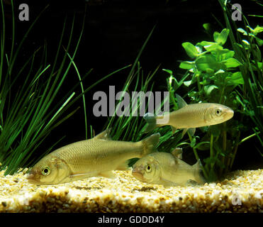 Comune, Dace leuciscus leuciscus Foto Stock