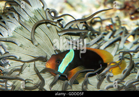 Rosso e nero ANEMONEFISH amphiprion melanopus, adulti un anemone marittimo Foto Stock