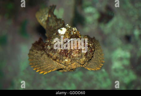 Pesci pietra, Synanceia verrucosa, Australia Foto Stock