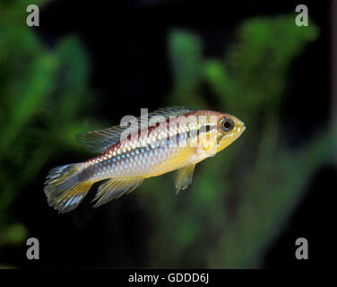 Golden Dwarf Cichlid, nannacara anomala, pesci d'acquario Foto Stock