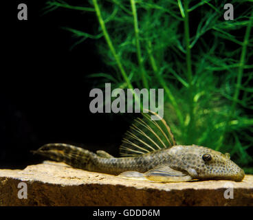 Pleco comune, hypostomus punctatus, pesci d'acquario Foto Stock