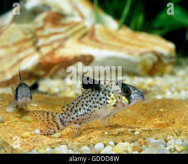 Pesce CORYDORAS corydoras delphax Foto Stock