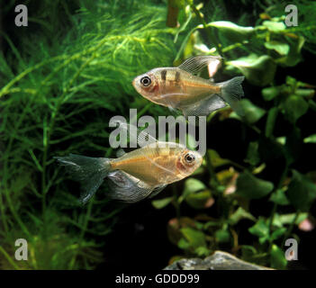 TETRA fantasma megalamphodus megalopterus Foto Stock