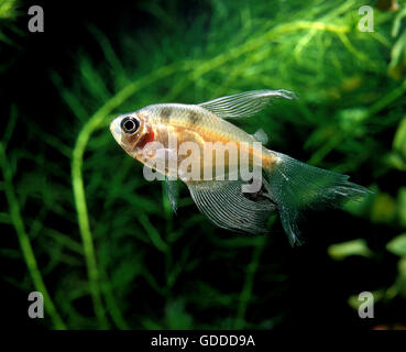 TETRA fantasma megalamphodus megalopterus Foto Stock