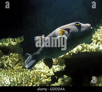 Le FARAONE PUFFER arothron meleagris, adulti Foto Stock