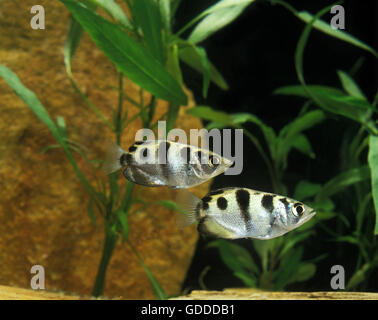 Pesce arciere, toxotes jaculatrix Foto Stock
