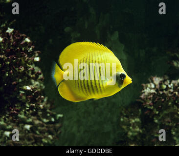 Mascherati o Butterflyfish Bluecheek Butterflyfish, chaetodon semilarvatus Foto Stock