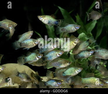 Neon Blue Platy, xiphophorus maculatus Foto Stock