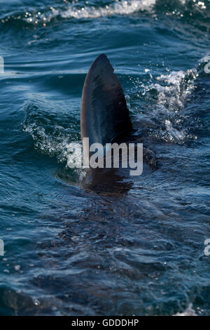 Il grande squalo bianco, Carcharodon carcharias, Fin di adulti emergenti dal mare, False Bay in Sud Africa Foto Stock