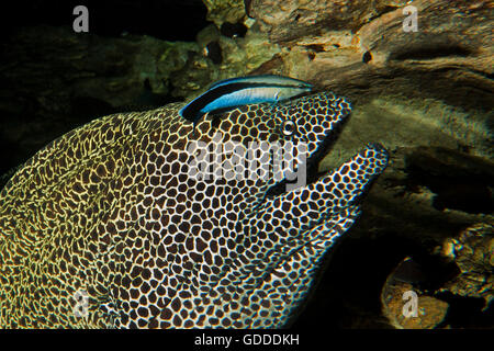 Nido Murene, gymnothorax favagineus, Adulto con un Bluestreak Wrasse, labroides dimidiatus, Sud Africa Foto Stock