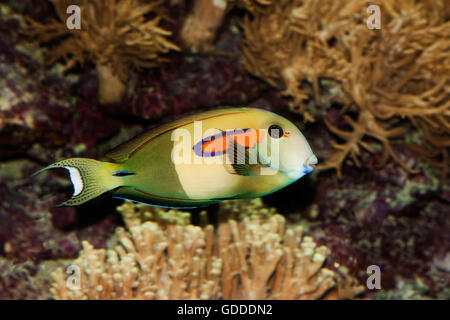 ORANGEBAND SURGEONFISH O ORANGESPOT SURGEONFISH acanthurus olivaceus Foto Stock