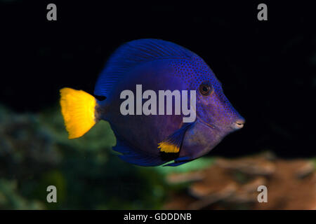 Codolo viola o codolo Limanda limanda o Surgeonfish, zebrasoma xanthurum Foto Stock