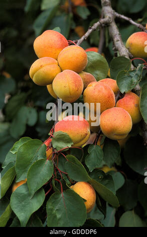 Albicocche Prunus armeniaca sul ramo Foto Stock