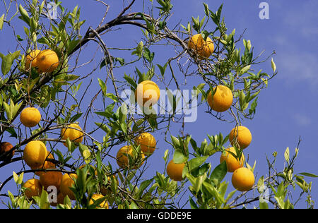 ORANGE ramo di albero Citrus sinensis con arance, ORCHARD IN CALIFORNIA Foto Stock