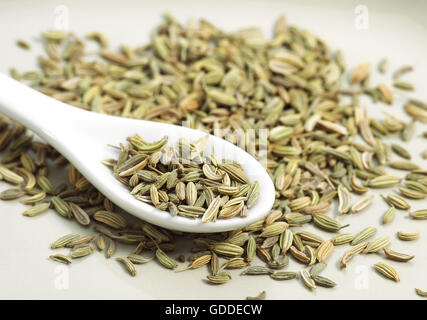 Semi di finocchio, Foeniculum vulgare Foto Stock