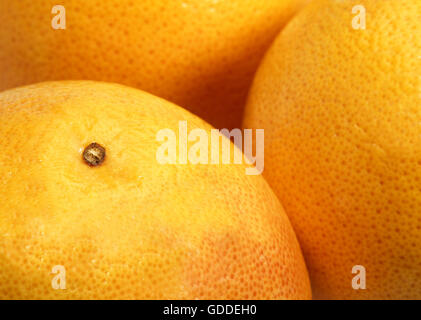 POMELO, Citrus paradisi, Close-up di frutta Foto Stock