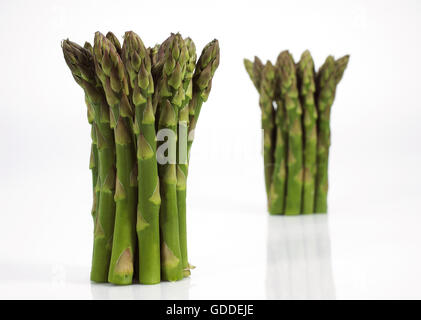 Asparagi verdi, Asparagus officinalis contro uno sfondo bianco Foto Stock