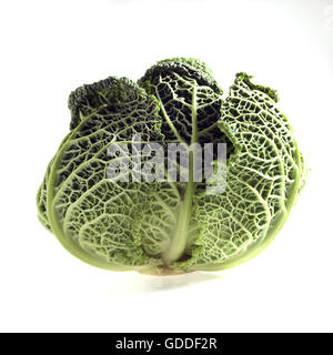 Nana cavolo verde, Brassica oleracea, vegetali contro uno sfondo bianco Foto Stock