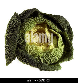 Nana cavolo verde, Brassica oleracea, vegetali contro uno sfondo bianco Foto Stock