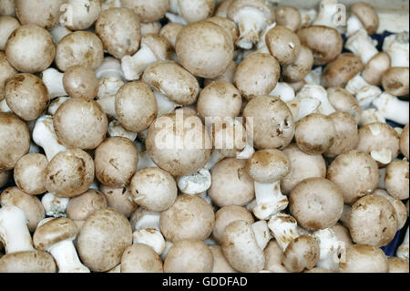 Pulsante o funghi coltivati, Agaricus bisporus Foto Stock