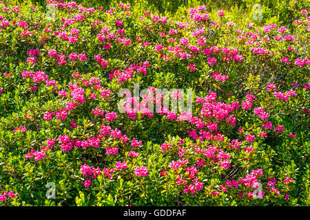 Rose Alpine blossom,rododendri,nell'Fellhorn,nel 2038 m,Algovia Alpi,Baviera,germania,l'Europa Foto Stock