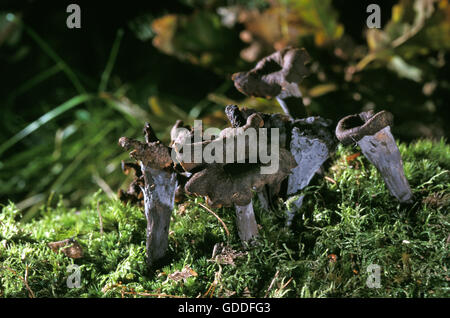 Corno dell'Abbondanza, funghi Craterellus cornucopioides, i funghi commestibili Foto Stock