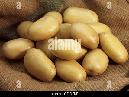 Mona Lisa patata, Solanum tuberosum Foto Stock