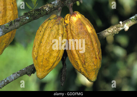 Albero di cacao, Theobroma cacao, ramo con frutta di cacao, Messico Foto Stock