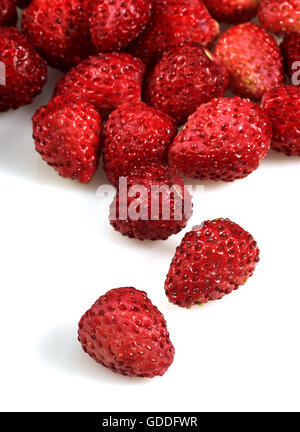 Fragole selvatiche, Fragaria vesca contro uno sfondo bianco Foto Stock