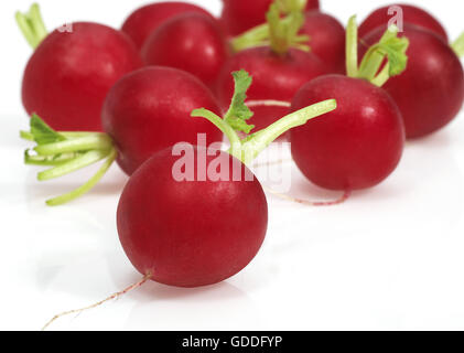 Red ravanello Raphanus sativus contro uno sfondo bianco Foto Stock