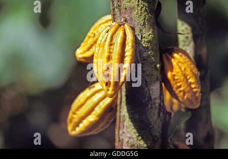 Albero di cacao, Theobroma cacao cacao frutti, Messico Foto Stock