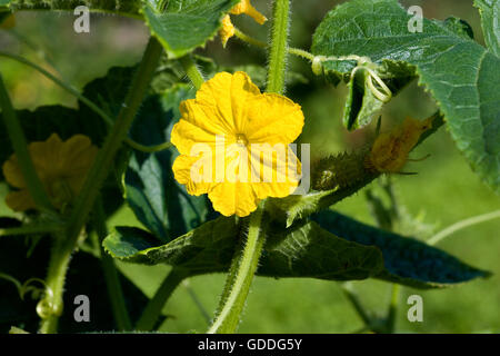 Cetriolino o sottaceti, Cucumis sativus, giardino in Normandia Foto Stock