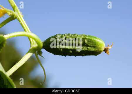 Cetriolino o sottaceti, Cucumis sativus, giardino in Normandia Foto Stock