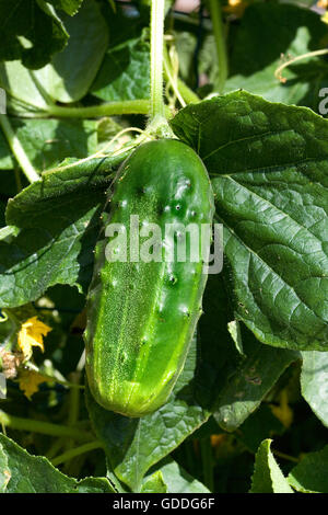 Cetriolino o sottaceti, Cucumis sativus, giardino in Normandia Foto Stock