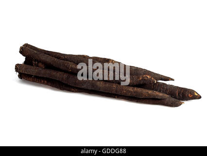 FRESH SALSEFRICA tragopogon porrifolius contro uno sfondo bianco Foto Stock