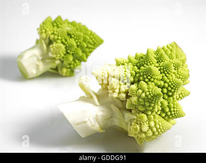 Cavolo broccolo ROMANESCO contro uno sfondo bianco Foto Stock