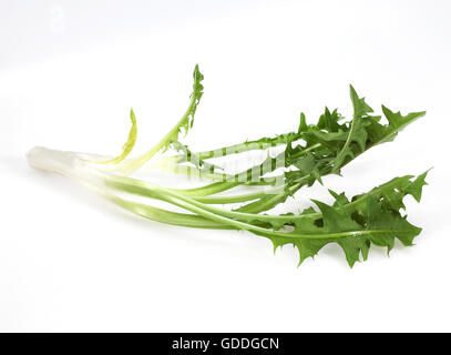 Tarassaco, Taraxacum officinale, Insalata contro uno sfondo bianco Foto Stock