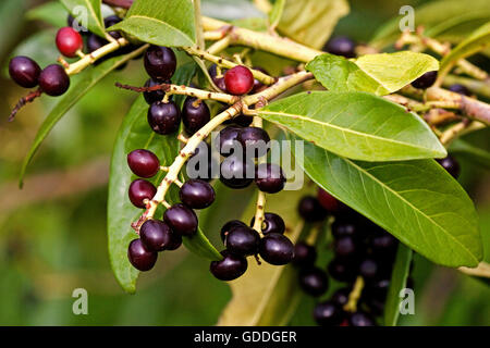 Cherry Laurel alloro o ciliegia, Prunus laurocerasus, albero in Normandia Foto Stock
