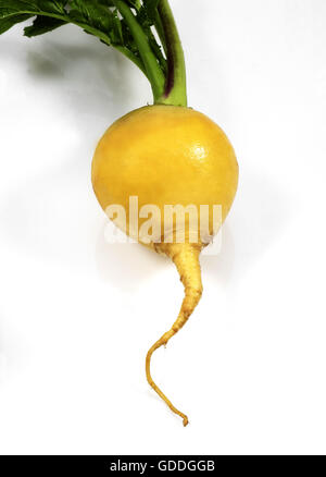 Palla dorata rapa, Brassica rapa, vegetali contro uno sfondo bianco Foto Stock