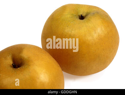 Pera nashi, Pyrus pyrifolia, frutti contro uno sfondo bianco Foto Stock