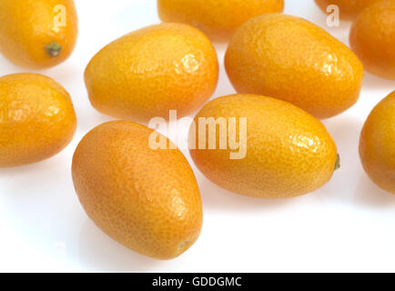 KUMQUAT Fortunella margarita contro uno sfondo bianco Foto Stock