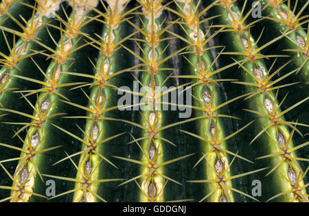 Suocera sede del cactus, Echinocactus grusonii, Messico Foto Stock