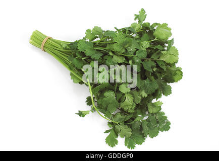 Il coriandolo coriandrum sativum contro uno sfondo bianco Foto Stock