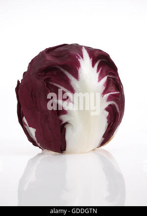 Trevise insalata, cichorium intybus, vegetali contro Bakcground bianco Foto Stock